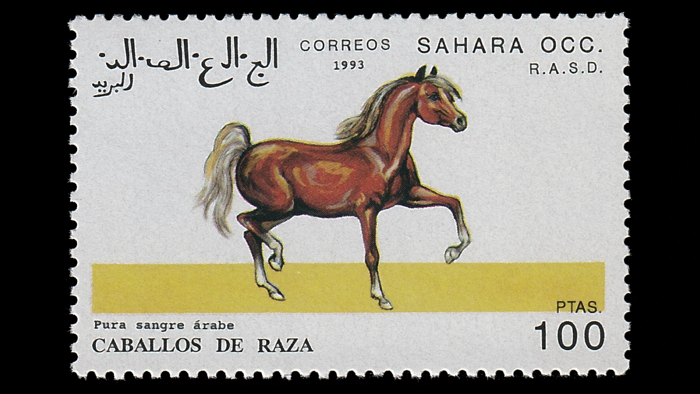 1993 Western Sahara Horses