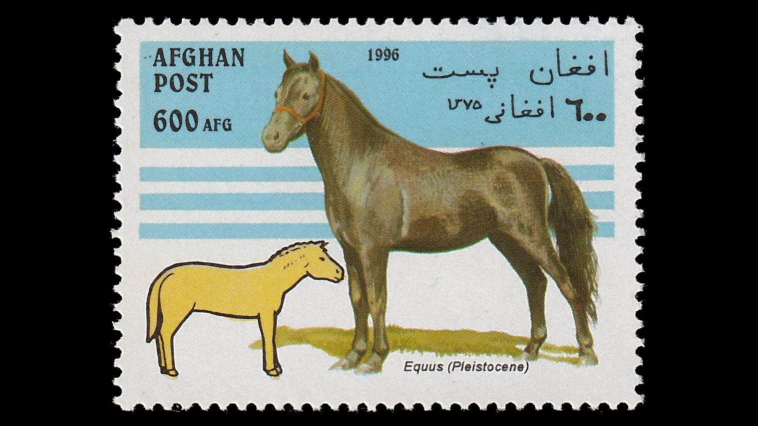 1996 Afghanistan Horses